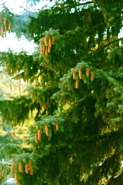 Κώνους σε ένα δέντρο — Φωτογραφία Αρχείου