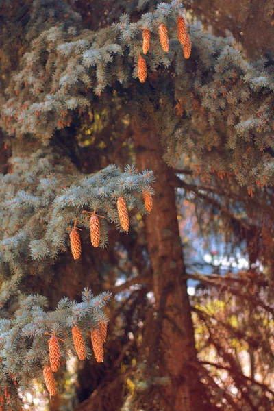 Cônes sur un arbre — Photo