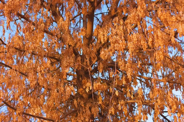As folhas de outono — Fotografia de Stock