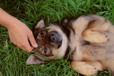 sırt üstü yatan bir köpek