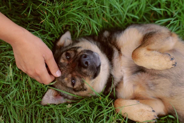 sırt üstü yatan bir köpek