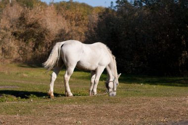 Beyaz at çayırda otluyor.