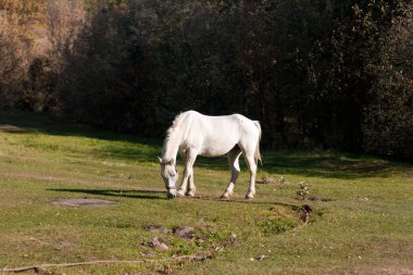 Beyaz at çayırda otluyor.