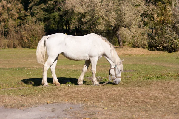 Caballo blanco pastando en el prado —  Fotos de Stock