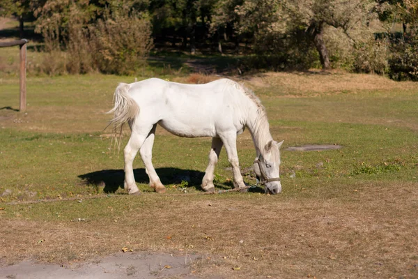 White horse grazing in the meadow — Stock Photo, Image