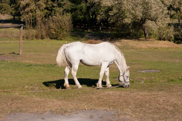 Vit häst betar på ängen — Stockfoto