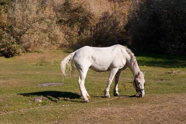 Caballo blanco pastando en el prado — Foto de Stock