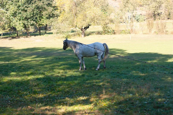 Vit häst betar på ängen — Stockfoto