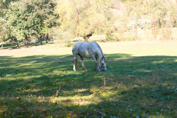 Cavallo bianco al pascolo nel prato — Foto Stock