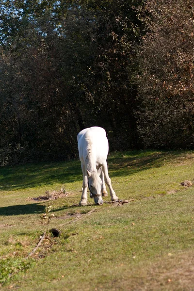 Beautiful white horse — Stock Photo, Image