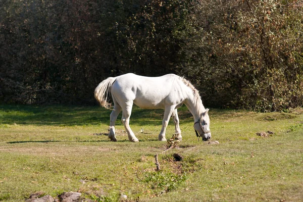 Vackra vita hästen — Stockfoto