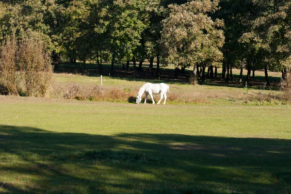 Hermoso caballo blanco — Foto de Stock