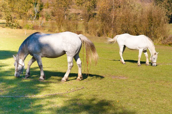 Bellissimo cavallo bianco — Foto Stock