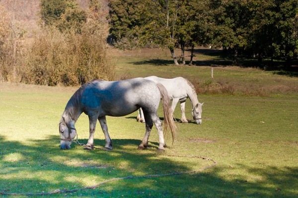 Piękny biały koń — Zdjęcie stockowe