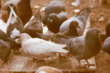 yiyecek için güvercinler