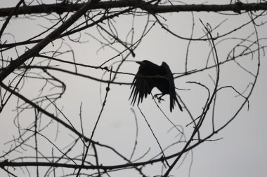 Kuzgun ve gökyüzü