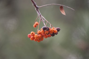 güzel rowan şube