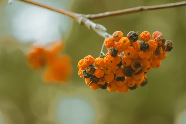 Rowan tak op een achtergrond van bomen — Stockfoto