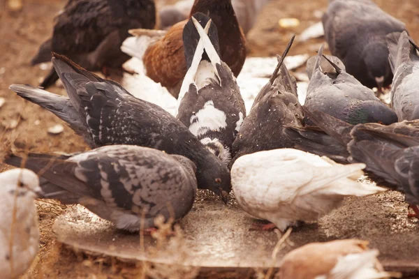 Gołębie, poszukując pokarmu — Zdjęcie stockowe