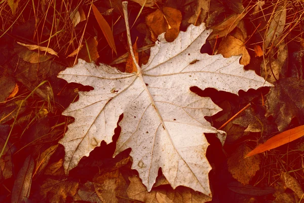 Herfst gevallen bladeren — Stockfoto