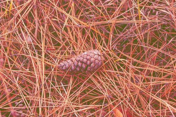 Cones no chão da floresta — Fotografia de Stock