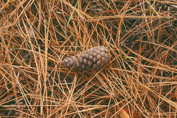 Zapfen auf dem Waldboden — Stockfoto