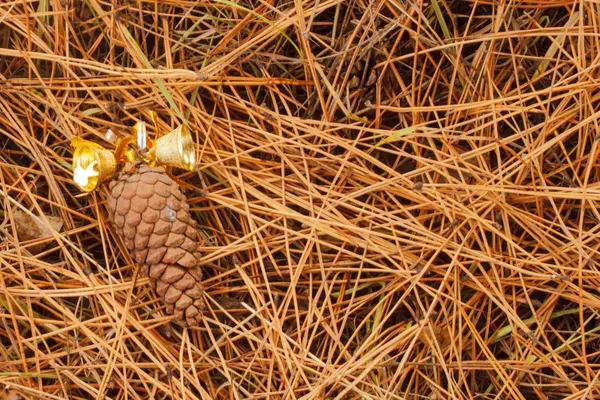 Çan ve çam kozalakları iğneler üzerinde — Stok fotoğraf