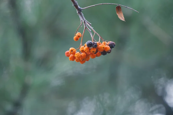 Gyönyörű rowan ág — Stock Fotó