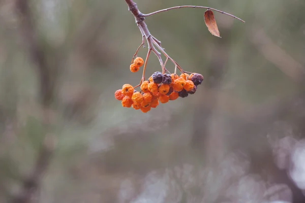 Beautiful rowan branch — Stock Photo, Image