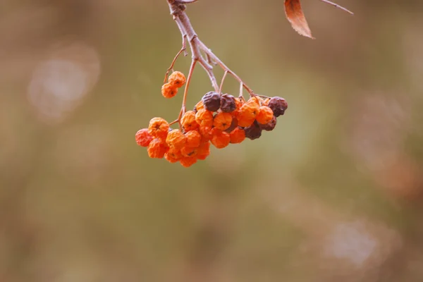 Όμορφη rowan υποκατάστημα — Φωτογραφία Αρχείου