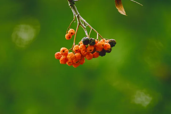 Όμορφη rowan υποκατάστημα — Φωτογραφία Αρχείου