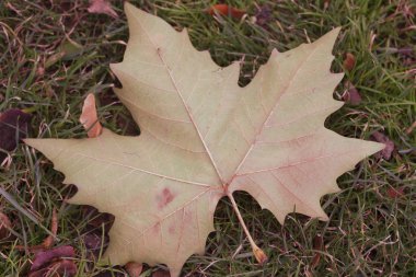 yerde yatan sonbahar akçaağaç yaprağı