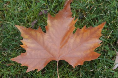 düşen sonbahar yaprakları