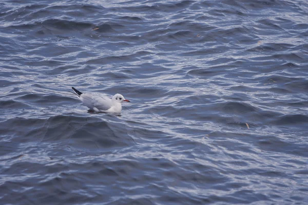 Meeuw zwemmen in het water — Stockfoto