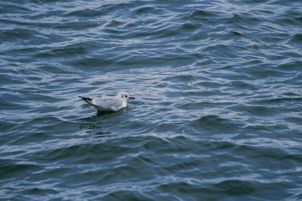 Meeuw zwemmen in het water — Stockfoto