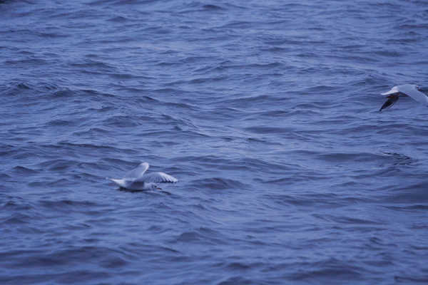 Gaviotas volando sobre el agua — Foto de Stock