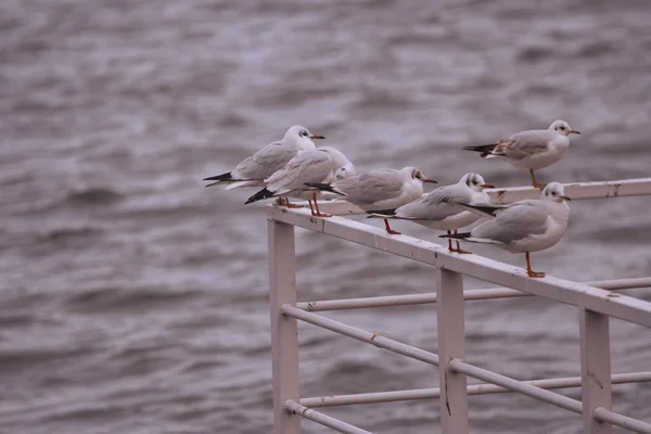 Gaviota sentada en una valla —  Fotos de Stock