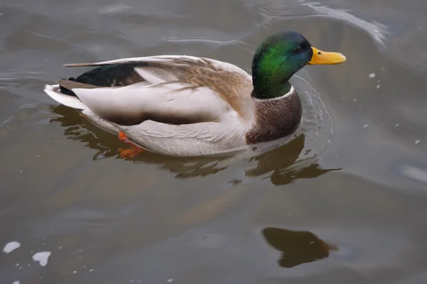 Duck on the lake — Stock Photo, Image