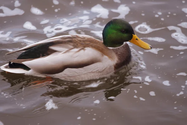 Duck on the lake — Stock Photo, Image