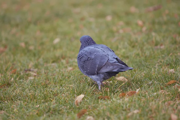 Pigeon on the grass — Stock Photo, Image