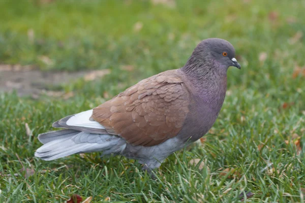 Pigeon on the grass — Stock Photo, Image