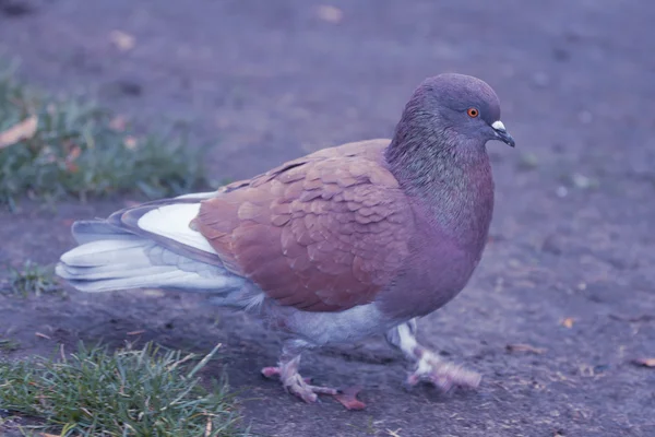 Pigeon marchant sur le sol — Photo