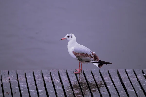 Seagull sitting on a wooden pier — Stock Photo, Image