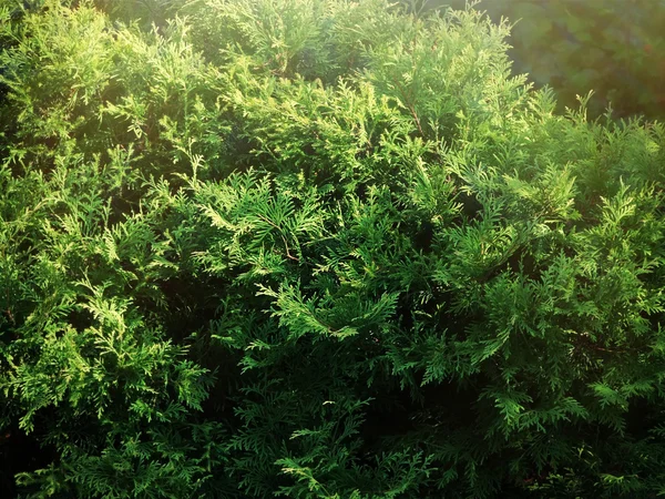 Green fir tree in the garden — Stock Photo, Image