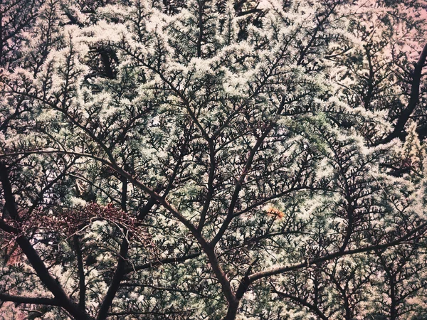 Winter tree in a botanical garden — Stock Photo, Image