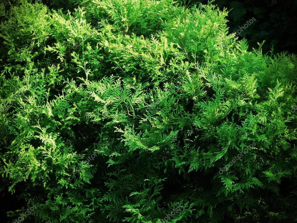 tanne im garten