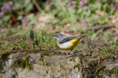Gri kuyruksallayan (Motacilla cinerea) 