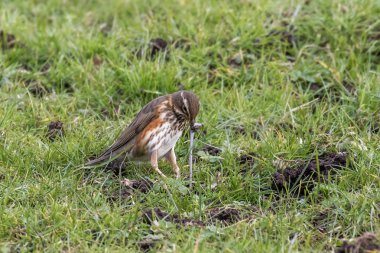 Redwing (Turdus iliacus) toprak solucanı ile