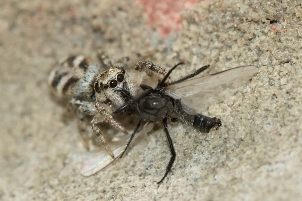 Araignée zébrée (Salticus scenicus) avec proie — Photo