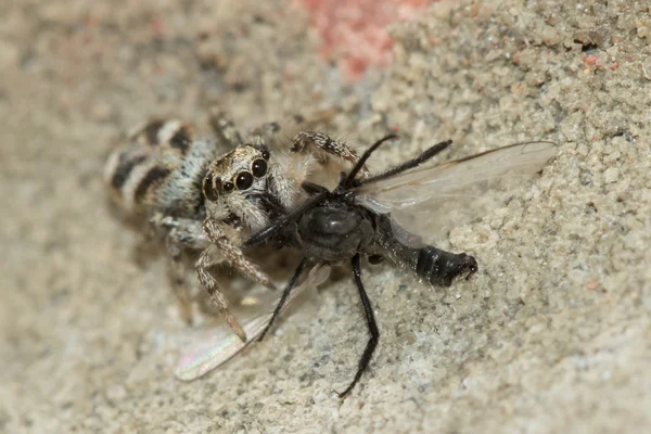 Aranha-zebra (Salticus scenicus) com presa — Fotografia de Stock